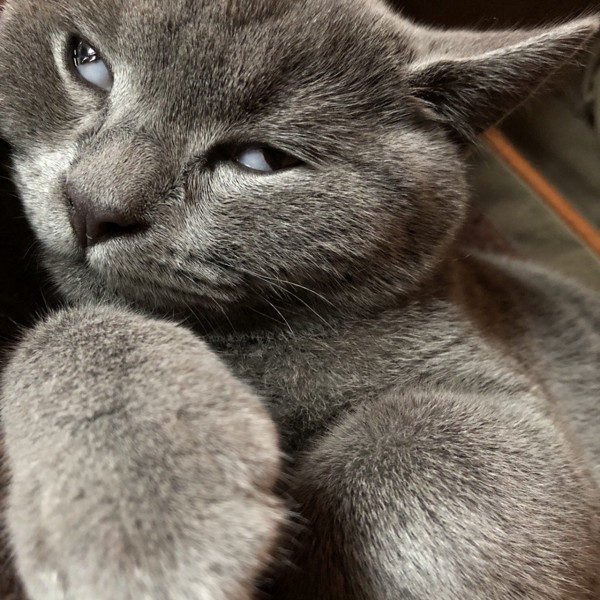 猫 ブリティッシュショートヘア ボニィの写真