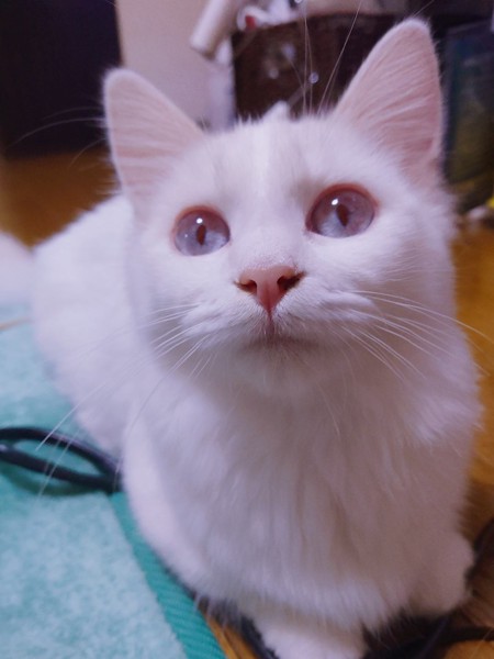 猫 マンチカン マリーちゃんの写真