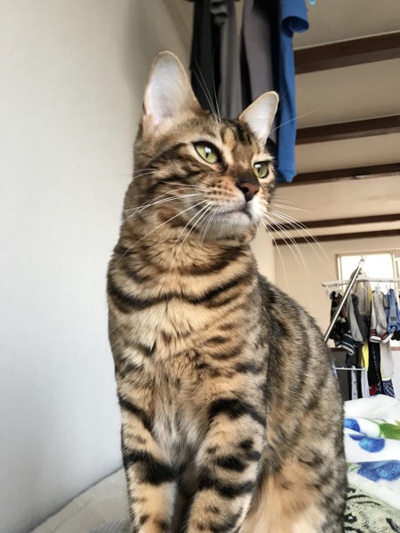猫 ベンガル ジュの写真