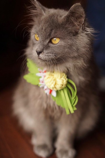 猫 メインクーン フェリーチェの写真