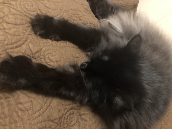 猫 黒猫 Miaの写真