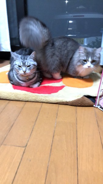 猫 アメリカンショートヘア ルルとノアの写真