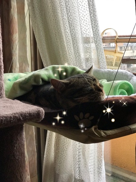 猫 アメリカンショートヘア パロの写真