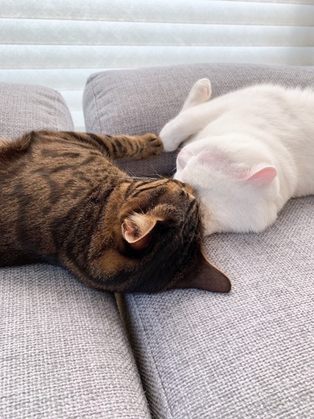 猫 スコティッシュフォールド シロとガルの写真