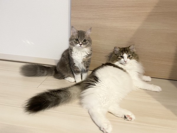猫 ラガマフィン マハロ♂とメルの写真