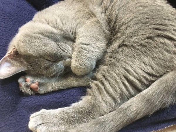 猫 シャルトリュー ナビの写真