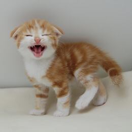 猫 スコティッシュフォールド なむるの写真
