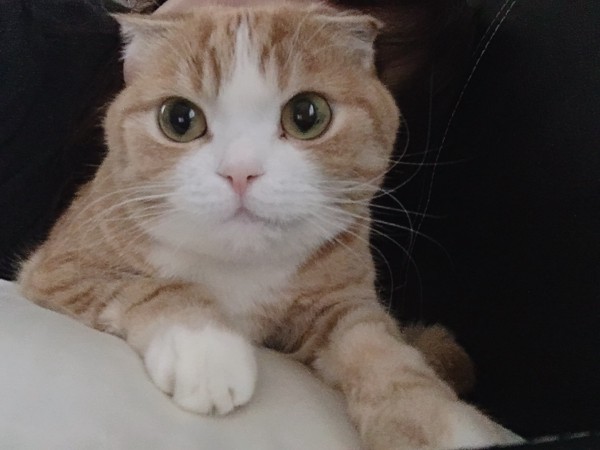 猫 スコティッシュフォールド メルの写真