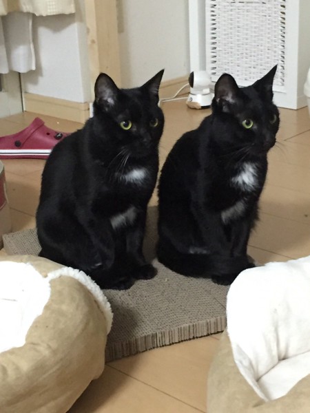 並んで座る2匹の黒猫