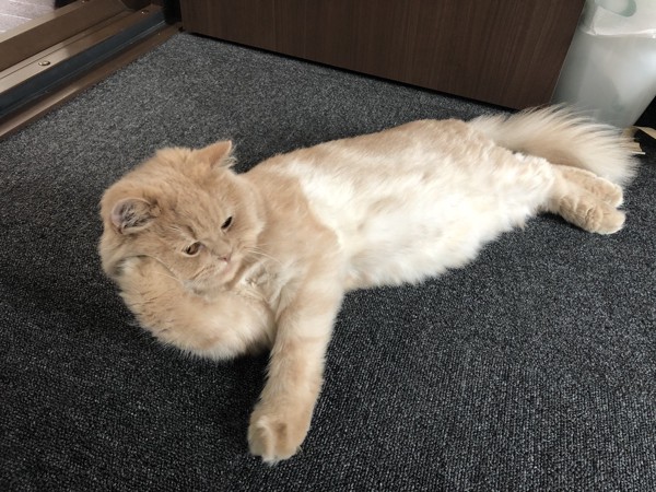 猫 ペルシャ ポメ太郎の写真