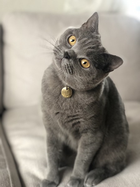 猫 ブリティッシュショートヘア モアの写真