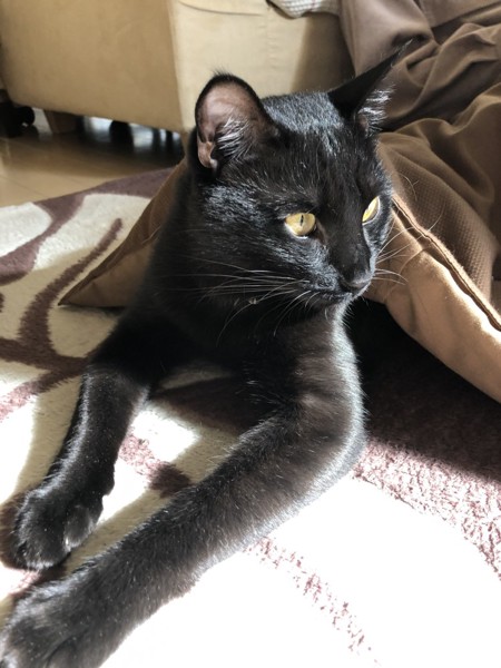 猫 黒猫 えまの写真