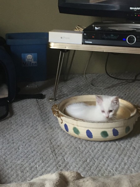 猫 白猫 くぅちゃんの写真