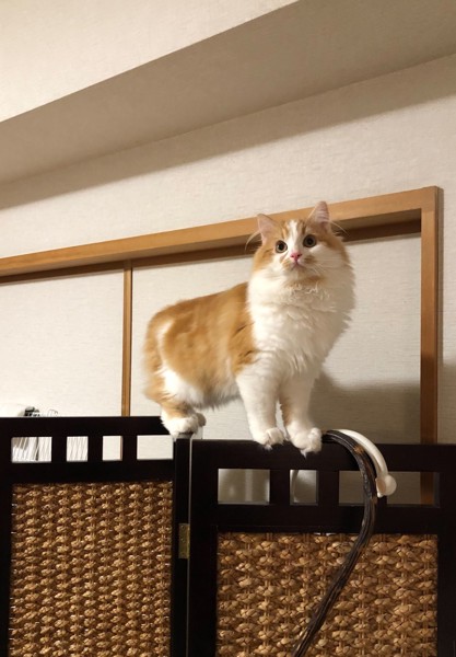 猫 サイベリアン ミントの写真