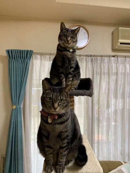 猫 キジトラ ムーとミンちゃんの写真