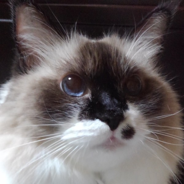 猫 ポリダクティル・キャット ティナの写真
