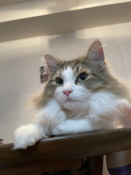 猫 ノルウェージャンフォレストキャット マハロの写真