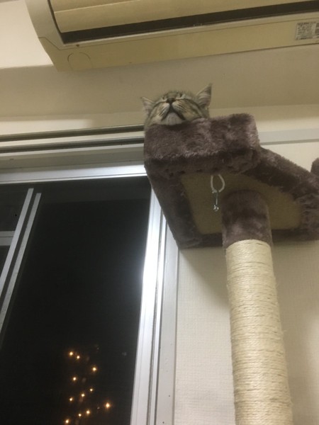 猫 メインクーン にぼしの写真