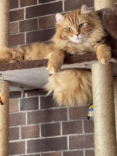 猫 アメリカンカール レオンの写真