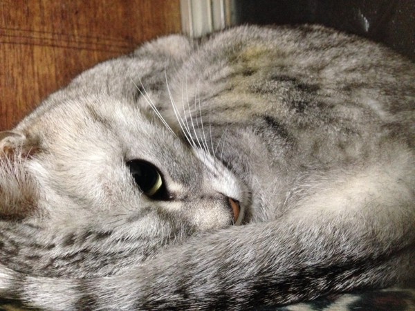 猫 サバトラ ゴルちゃんの写真