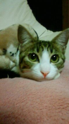 猫 キジシロ シャーロットの写真