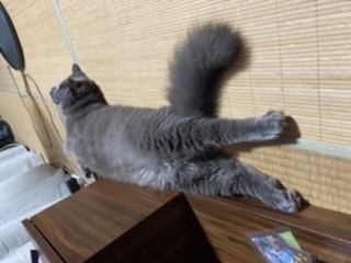 猫 ブリティッシュロングヘア ジェリーの写真