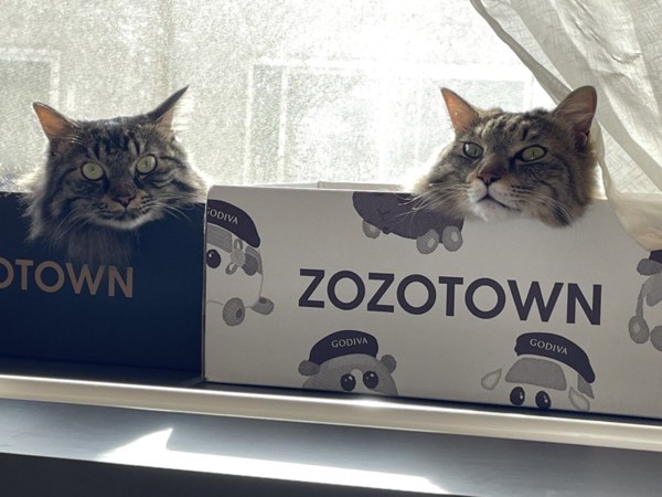 猫 キジトラ いちご(右)大福(左)の写真