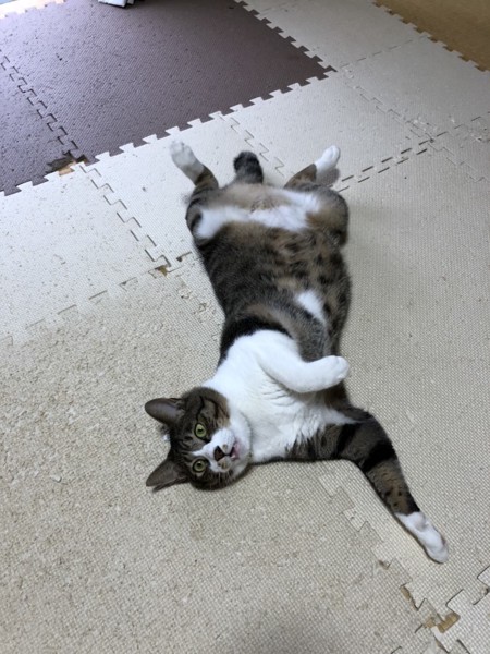 猫 キジトラ レオの写真