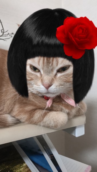 猫 アメリカンショートヘア たーこの写真