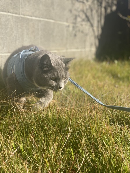 猫 ブリティッシュショートヘア BURIの写真