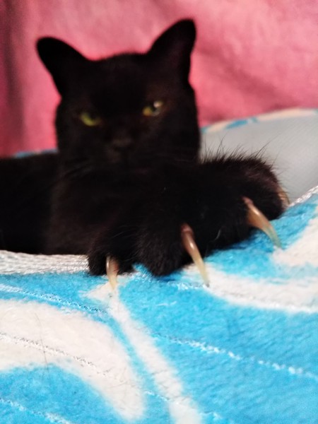 猫 黒猫 テディの写真