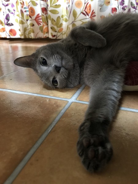 猫 ロシアンブルー シセの写真