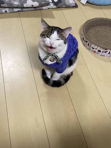 猫 サバシロ 鈴空の写真