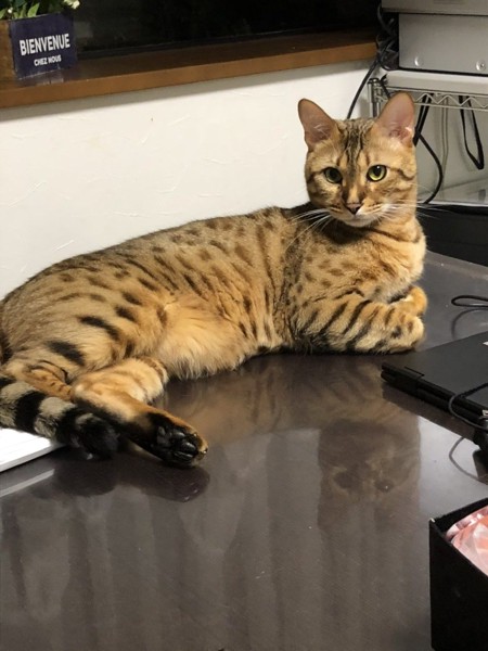 猫 ベンガル プーちゃんの写真