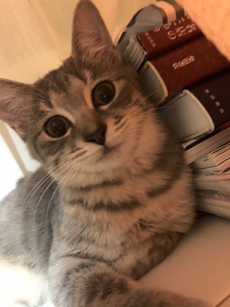 猫 サバシロ スーインの写真