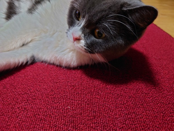 猫 ブリティッシュショートヘア サブロウの写真
