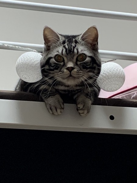 猫 マンチカン ナツの写真