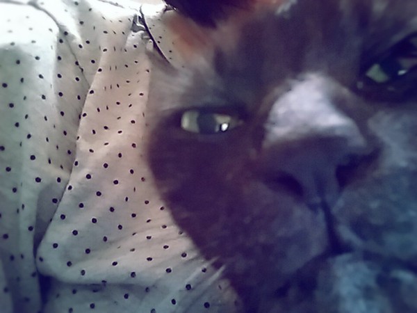 猫 ブリティッシュショートヘア ひめみさんの写真