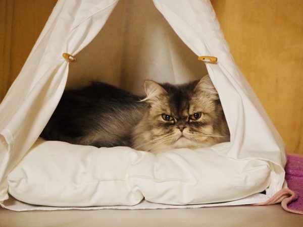 猫 エキゾチックロングヘア ニャンコの写真