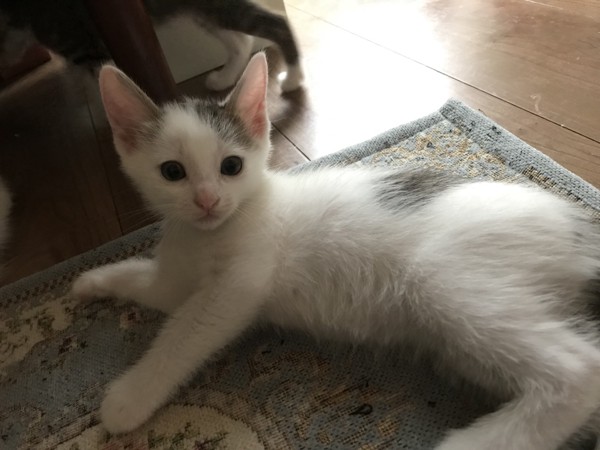 猫 白猫 ちっこちゃんの写真