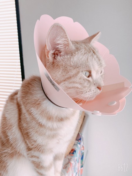 猫 アメリカンショートヘア moca😸の写真