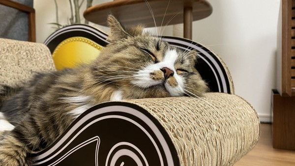 猫 サイベリアン エルの写真