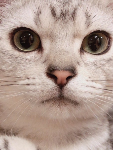 猫 アメリカンショートヘア ユダの写真