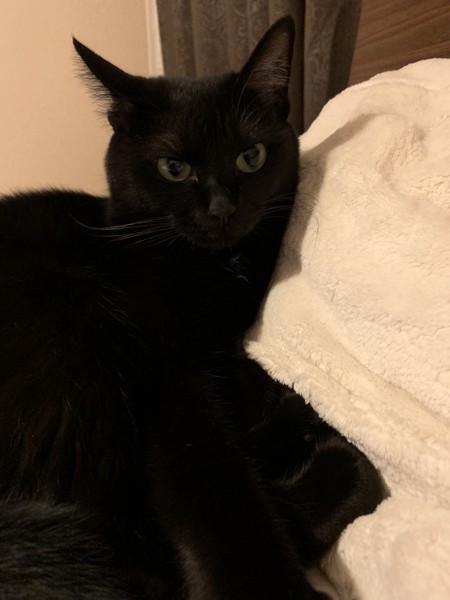 猫 黒猫 リーの写真