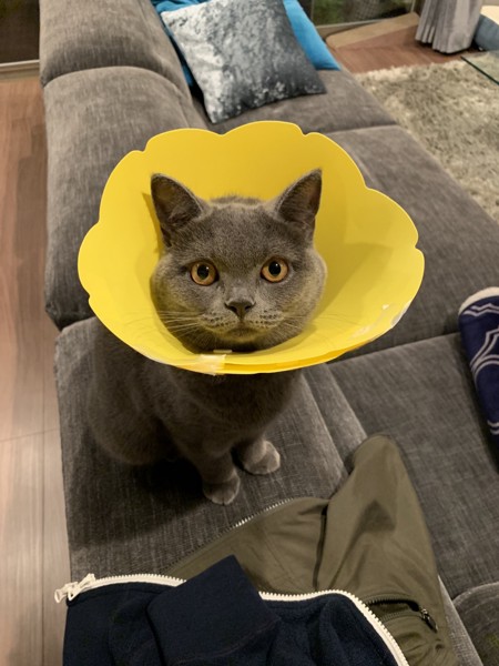 猫 ブリティッシュショートヘア アシリの写真