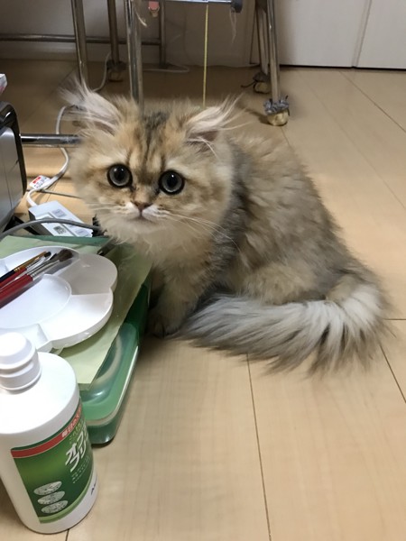 猫 ペルシャ ミミちゃんの写真