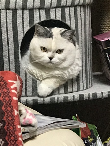 猫 スコティッシュフォールド メルモの写真