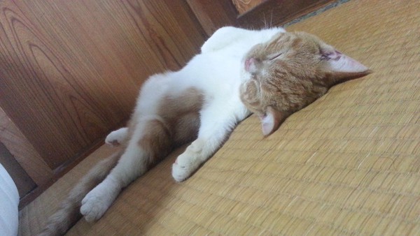 猫 スコティッシュフォールド 昴の写真