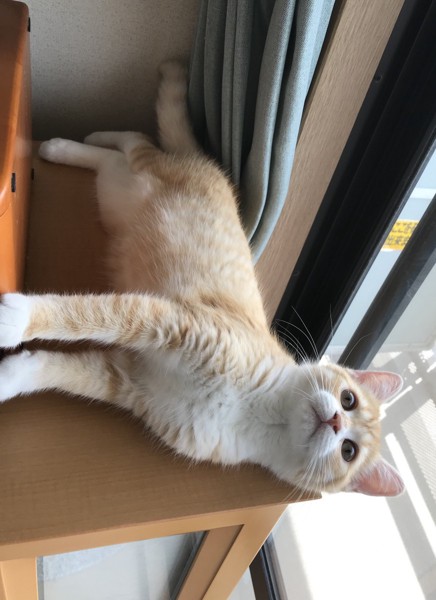 猫 マンチカン ミオの写真