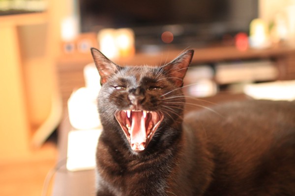 猫 ボンベイ シオンの写真